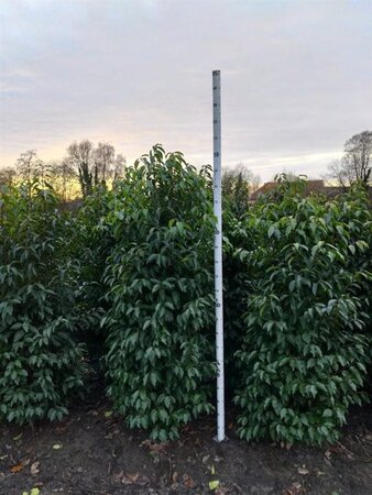 Prunus lusitanica 150-175 cm met kluit - afbeelding 2