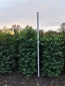 Prunus lusitanica 150-175 cm met kluit - afbeelding 2