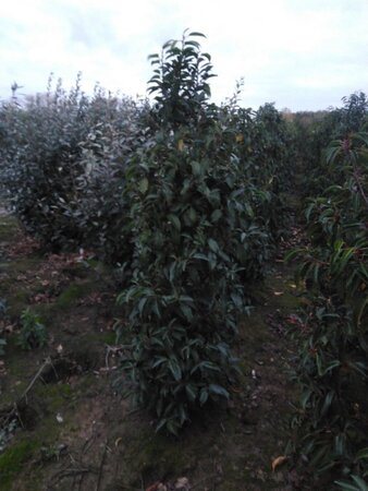 Prunus lusitanica 175-200 cm met kluit - afbeelding 3