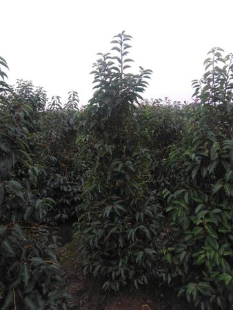 Prunus lusitanica 175-200 cm met kluit - afbeelding 2