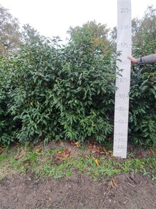 Prunus lusitanica 175-200 cm met kluit - afbeelding 1