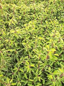 Prunus lusitanica 50-60 cm met kluit