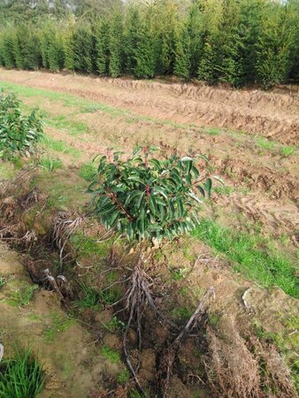 Prunus lusitanica 60-80 cm met kluit - afbeelding 1