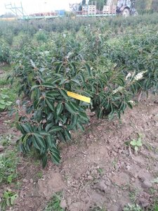 Prunus lusitanica 60-80 cm met kluit - afbeelding 3