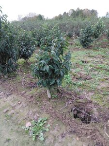 Prunus lusitanica 80-100 cm met kluit - afbeelding 2