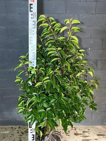 Prunus lusitanica 80-100 cm met kluit - afbeelding 2