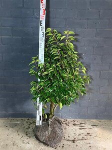 Prunus lusitanica 80-100 cm met kluit - afbeelding 3