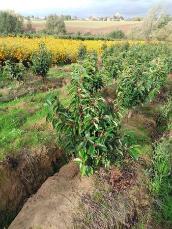 Prunus lusitanica 80-100 cm met kluit - afbeelding 1