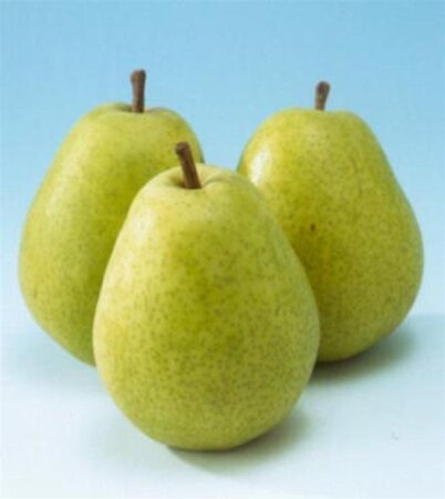 Pyrus c. 'Beurré Alexandre Lucas' 6-8 Hoogstam wortelgoed - afbeelding 6