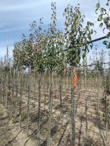 Pyrus c. 'Beurré Alexandre Lucas' 6-8 Hoogstam wortelgoed - afbeelding 5