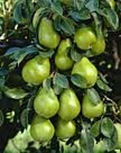 Pyrus c. 'Beurré Alexandre Lucas' 6-8 Hoogstam wortelgoed - afbeelding 6