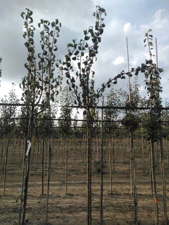 Pyrus c. 'Beurré Alexandre Lucas' 6-8 Hoogstam wortelgoed - afbeelding 4