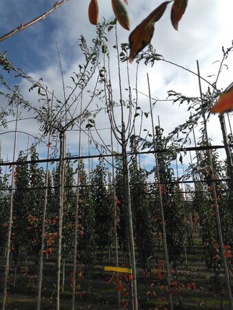 Pyrus c. 'Beech Hill' 6-8 Hoogstam wortelgoed - afbeelding 2