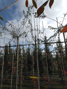 Pyrus c. 'Beech Hill' 6-8 Hoogstam wortelgoed - afbeelding 2