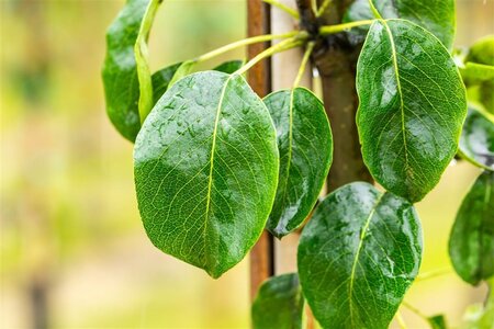 Pyrus c. 'Beech Hill' 6-8 Hoogstam wortelgoed - afbeelding 1