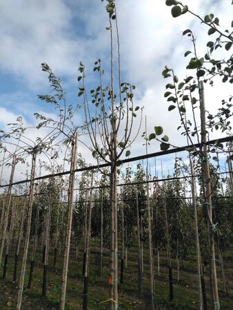 Pyrus c. 'Beech Hill' 8-10 Hoogstam wortelgoed - afbeelding 2