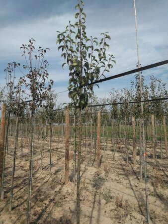Pyrus c. 'Bonne Louise d'Avranches' 6-8 Hoogstam wortelgoed - afbeelding 3
