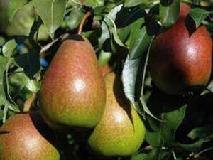 Pyrus c. 'Bonne Louise d'Avranches' 6-8 Hoogstam wortelgoed - afbeelding 4