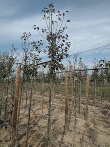 Pyrus c. 'Bonne Louise d'Avranches' 8-10 Hoogstam wortelgoed - afbeelding 5