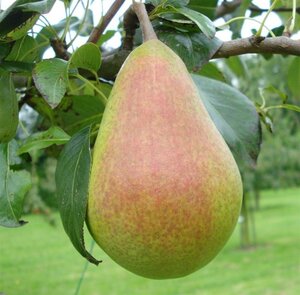 Pyrus c. 'Clapp's Favourite'=Clapps Liebling 6-8 Hoogstam wortelgoed - afbeelding 2
