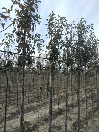 Pyrus c. 'Clapp's Favourite'=Clapps Liebling 6-8 Hoogstam wortelgoed