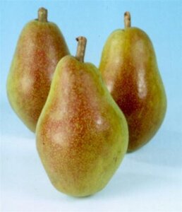Pyrus c. 'Clapp's Favourite'=Clapps Liebling 6-8 Hoogstam wortelgoed - afbeelding 3