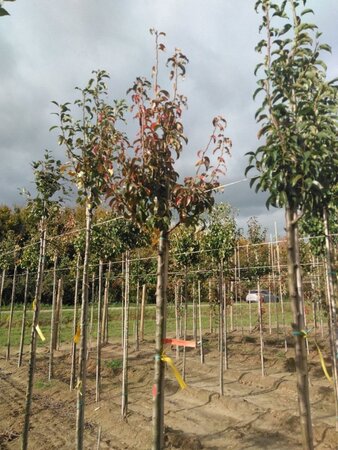 Pyrus c. 'Charneux' = (Légipont) 10-12 Hoogstam wortelgoed