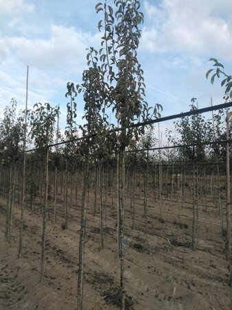 Pyrus c. 'Charneux' = (Légipont) 6-8 Hoogstam wortelgoed - afbeelding 2