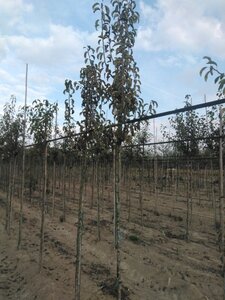 Pyrus c. 'Charneux' = (Légipont) 6-8 Hoogstam wortelgoed - afbeelding 2