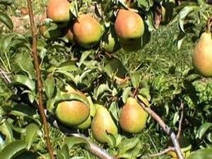 Pyrus c. 'Charneux' = (Légipont) 6-8 Hoogstam wortelgoed - afbeelding 2