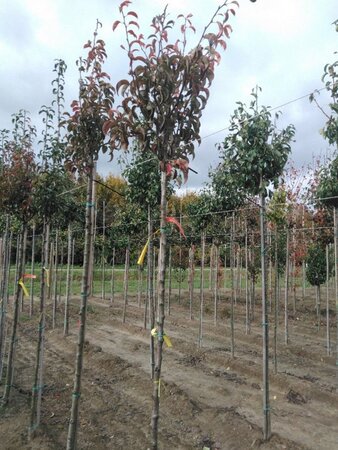 Pyrus c. 'Charneux' = (Légipont) 8-10 Hoogstam wortelgoed - afbeelding 2