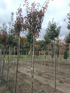 Pyrus c. 'Charneux' = (Légipont) 8-10 Hoogstam wortelgoed - afbeelding 2