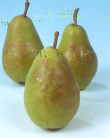 Pyrus c. 'Charneux' = (Légipont) 8-10 Hoogstam wortelgoed - afbeelding 3