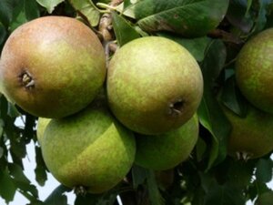 Pyrus c. 'Charneux' = (Légipont) 8-10 Hoogstam wortelgoed - afbeelding 4