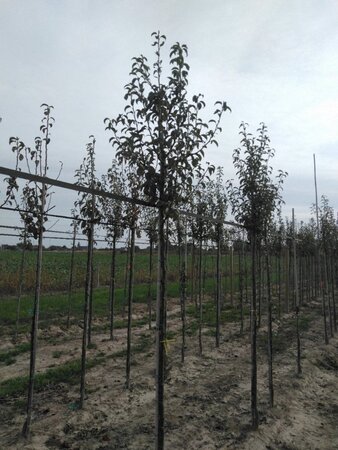 Pyrus c. 'Charneux' = (Légipont) 8-10 Hoogstam wortelgoed - afbeelding 1