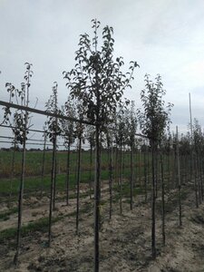 Pyrus c. 'Charneux' = (Légipont) 8-10 Hoogstam wortelgoed - afbeelding 1