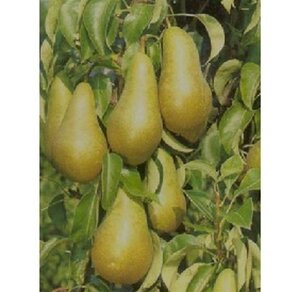 Pyrus c. 'Conference' (middel) 6-8 Hoogstam wortelgoed - afbeelding 4