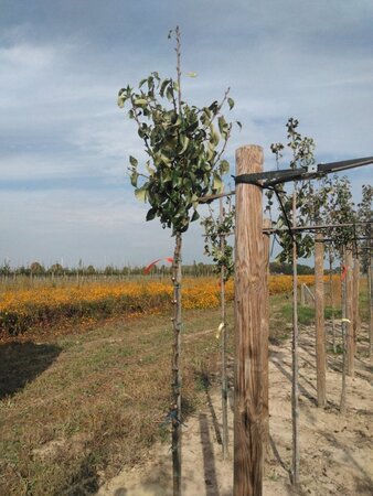 Pyrus c. 'Conference' (middel) 6-8 Hoogstam wortelgoed - afbeelding 3