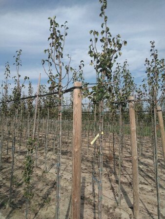 Pyrus c. 'Comtesse de Paris' 6-8 Hoogstam wortelgoed - afbeelding 2