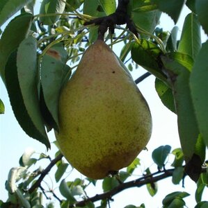 Pyrus c. 'Comtesse de Paris' 6-8 Hoogstam wortelgoed - afbeelding 3