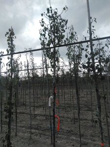Pyrus c. 'Comtesse de Paris' 6-8 Hoogstam wortelgoed - afbeelding 1