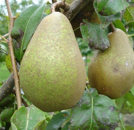 Pyrus c. 'Comtesse de Paris' 6-8 Hoogstam wortelgoed - afbeelding 4