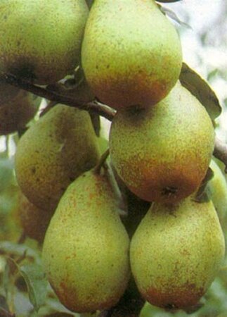 Pyrus c. 'Comtesse de Paris' 6-8 Hoogstam wortelgoed - afbeelding 5