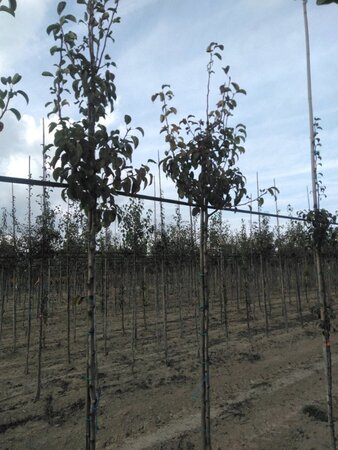 Pyrus c. 'Doyenné du Comice' (laat) 6-8 Hoogstam wortelgoed - afbeelding 3