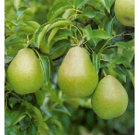 Pyrus c. 'Doyenné du Comice' (laat) 6-8 Hoogstam wortelgoed - afbeelding 5