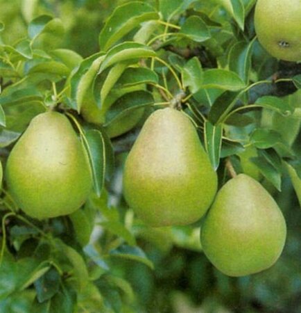 Pyrus c. 'Doyenné du Comice' (laat) 6-8 Hoogstam wortelgoed - afbeelding 6