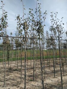 Pyrus c. 'Doyenné du Comice' (laat) 6-8 Hoogstam wortelgoed - afbeelding 4