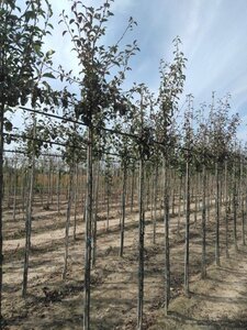 Pyrus c. 'Durondeau' 6-8 Hoogstam wortelgoed - afbeelding 3