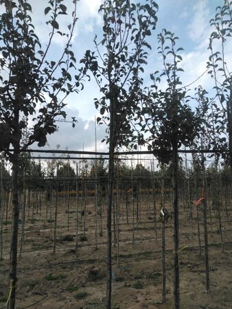 Pyrus c. 'Durondeau' 6-8 Hoogstam wortelgoed - afbeelding 2