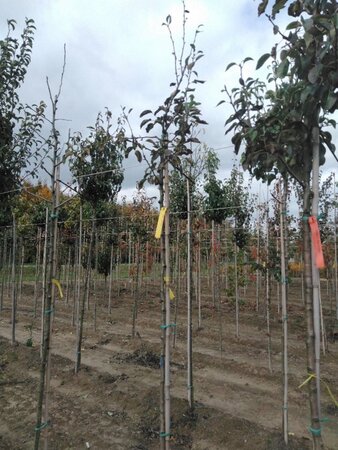 Pyrus c. 'Durondeau' 6-8 Hoogstam wortelgoed - afbeelding 4